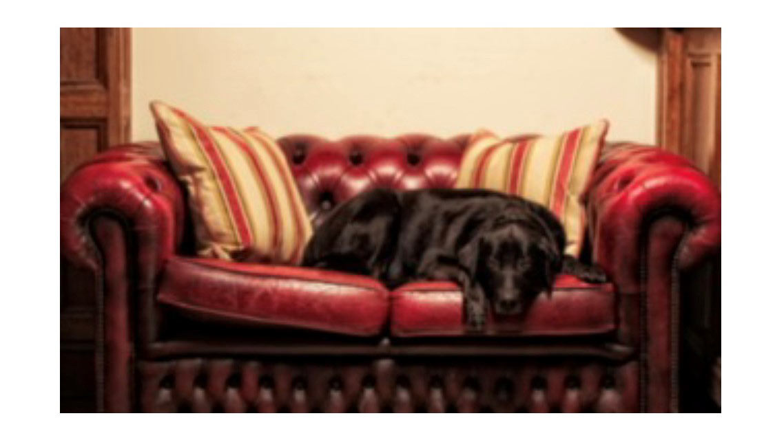 Montagu arms dog on sofa